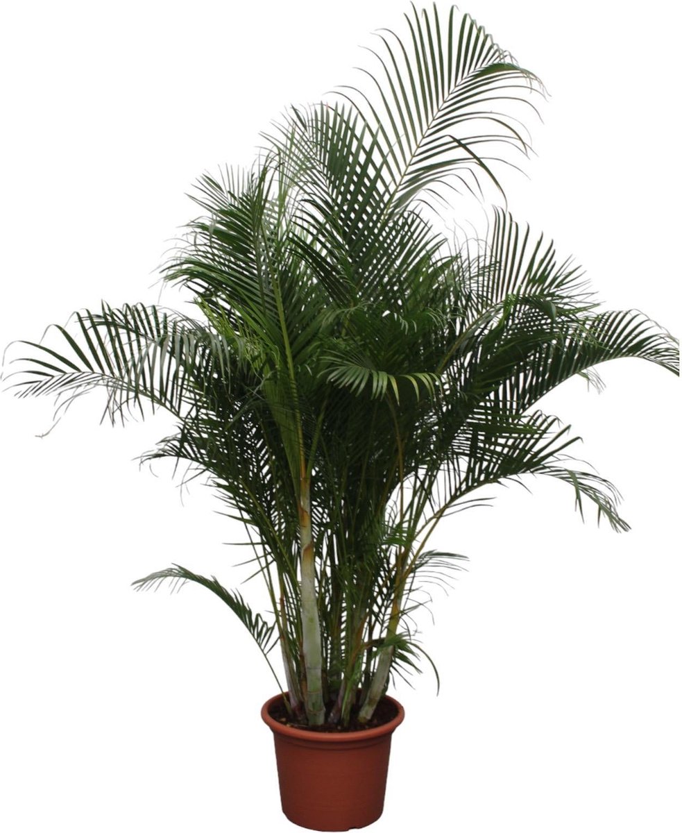 Dypsis Lutescens (Areca Palm) - 280 cm - ø50