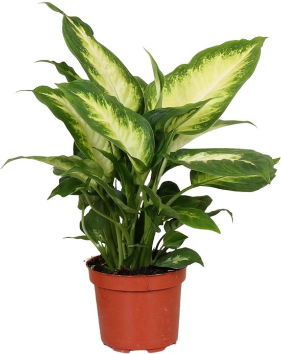 12 mooiste Dieffenbachia soorten op een rijtje 7 Dieffenbachia Camilla