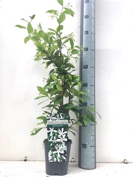 Witte Toscaanse Jasmijn (Sterjasmijn) - Klimplant | Wit - Groenblijvend / Wintergroen en Winterhard - ClematisOnline | 1,5 liter pot - Hoogte 60-80cm