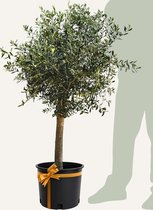 Olijfboom - Set van 2 - Olea europaea - Hoogte 80-90cm - ⌀19cm | Leen Bakker