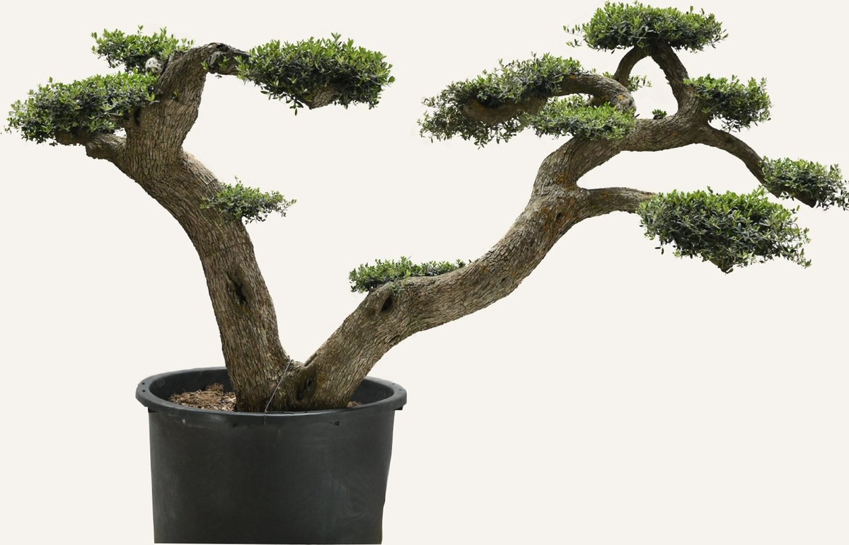 Evergreens Olijfboom Olea europaea 'Pom' 180 200 Olea Europea Olijfboom op stam in pot Winterhard Groenblijvend Olijven Voeding
