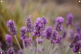 Lavendel posters - Plant tuinposter - Tuinposters Stelen - Buiten decoratie - Tuindoek - Tuin decoratie wanddecoratie tuinposter 60x40 cm