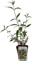 Buddleja 'Nanho Purple' | Paarse Vlinderstruik | Vlinderplant | Tuinplanten