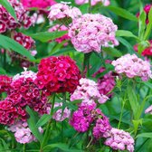 MRS Seeds & Mixtures Duizendschoon gemengd - Dianthus barbatus – groeihoogte: 30-70 cm – kan gebruikt worden als snij- en borderbloemen – tweejarige bloemen – trekt nuttige insecten aan – roze, rode en witte bloemen