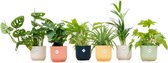 Coffret surprise - 6 plantes dont elho Vibes Fold Round color mix - Taille du pot 14cm - Hauteur 30cm