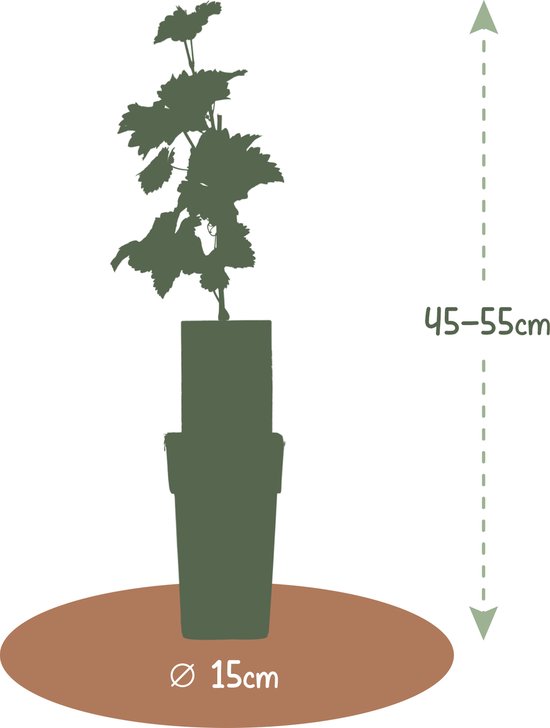Silhouet van een druivenplant in een pot, 45-55 cm hoog, met een potdiameter van 15 cm.