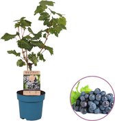 Druivenplant (blauw), Vitis vinifera 'Nero' op stam, hoogte 60-80 cm, zelfbestuivend, winterhard