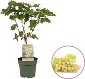 Druivenplant (wit), Vitis vinifera 'Solaris' op stam, hoogte 60-80 cm, zelfbestuivend, winterhard