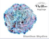 DutchFlowers - Boeket - 20x Dianthus skydive 60cm