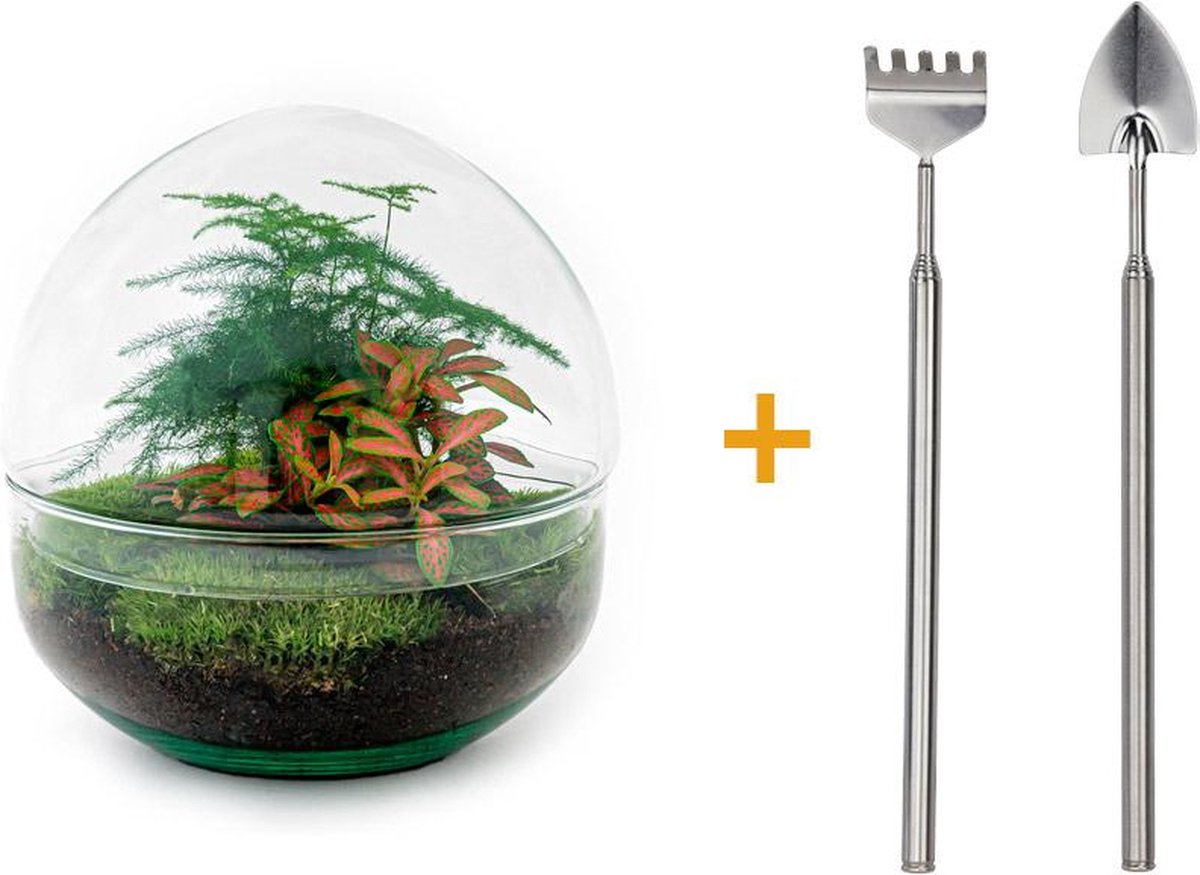 Doe-het-zelf plantenterrarium Dome Red Hoogte 20 cm Inclusief Hark Schep