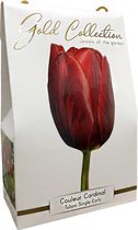 10x Tulpen 'Couleur cardinal - gold collection'  bloembollen met bloeigarantie