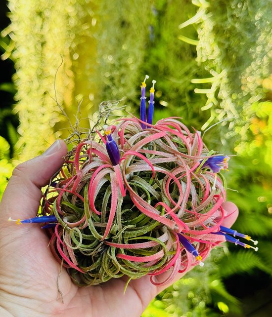 Foto: Schitterende cluster tillandsia ionantha hangplant