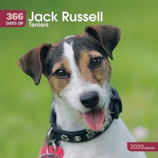 jack-russell-terriers-365-days-square-wall-calendar-2020-bol