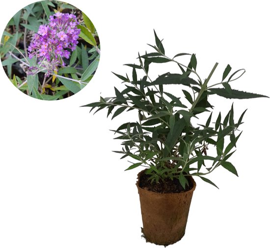 Foto: Buddleja davidii free petite lavender flow blauw paars bloeiende dwergvlinderstruik vlinderplant