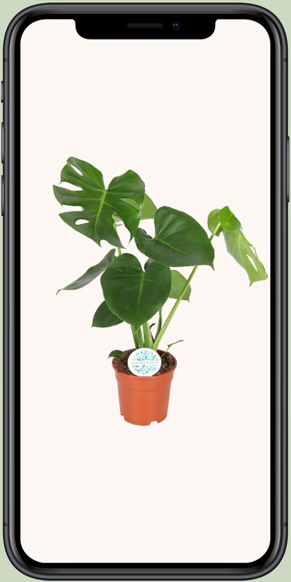 La Plante à Trous, Plante d'Intérieur Verte, Tropicale, Monstera Deliciosa - Plante à Trous - 65cm - Ø21