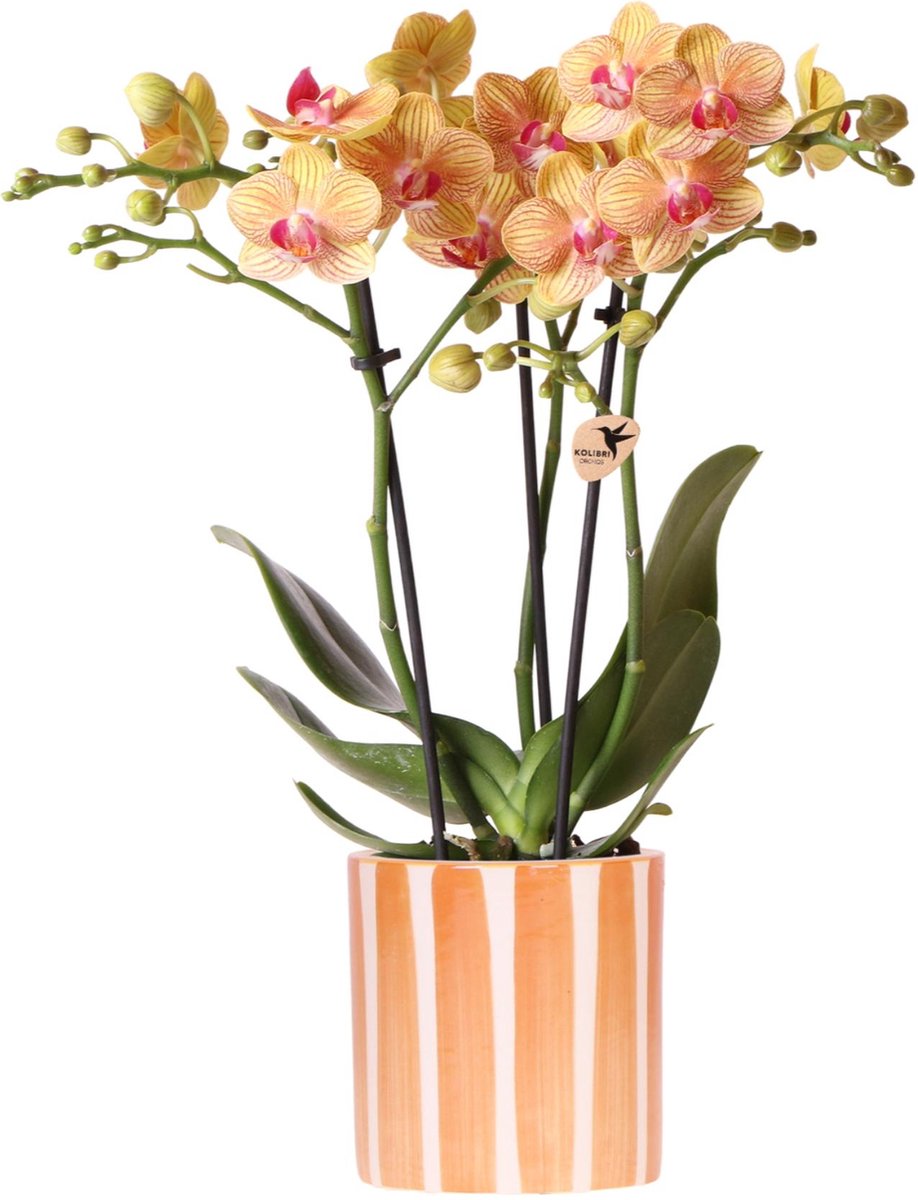 Kolibri Orchids | oranje Phalaenopsis orchidee - Jamaica + Painted Stripe pot oranje - potmaat Ø9cm | bloeiende kamerplant - vers van de kweker