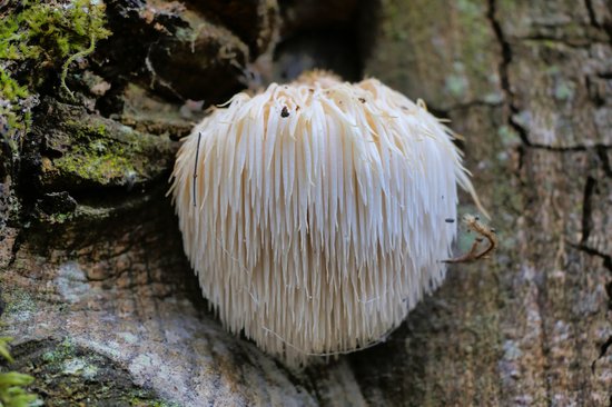 25 pluggen voor pruikzwam / Lion's mane - Deuvels pluggen voor het kweken van paddenstoelen op boomstammen (Hericium erinaceus)