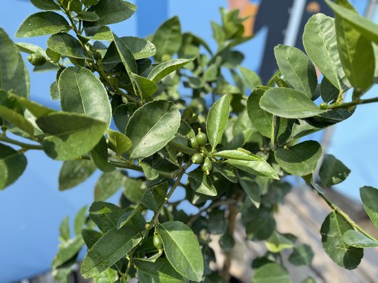 Close-up van kleine groene limoenen aan een boom met glanzende bladeren.