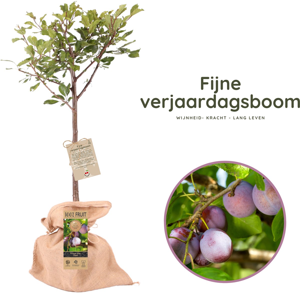 Fijne Verjaardagsboom - Origineel verjaardagscadeau - Pruimenboom - Prunus domestica ‘Opal’ - Hoogte 70-90 cm - 21 cm pot