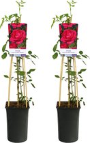 Plantenboetiek.nl | Rosa Paul's Scarlet Climber - Klimroos | 2 stuks - Ø17cm - 75cm hoog - Tuinplant - Multideal