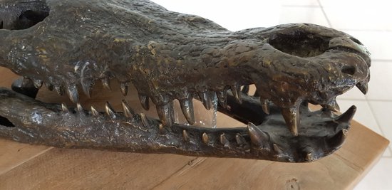 STATUE EN BRONZE / CRÂNE DE CROCODILE / ANIMAL SAUVAGE / STATUE DE JARDIN / BRONZE