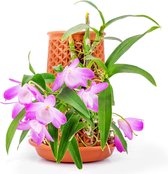 Bloempot met onderzetter - zelfbewaterende pot voor kamerplanten - 100% natuurlijk terracotta - plantenpot orchideeënpot - hangend - cadeau Kerstmis