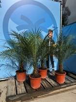 Sunny Tree Palmboom - Phoenix Roebelenii - Kamerplant - Dwergdadelpalm - 140 cm