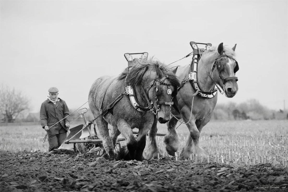 Trekpaarden TW12 - Foto - Ton van der Weerden - Fine Art Print op fotokwaliteit papier - 30 x 40 cm