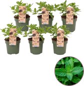 Tuinkruid Marokkaanse Munt - Mentha 'Maroccan' - Munt plant - Set van 6 stuks - hoogte 20 - 25 cm - 12 cm pot
