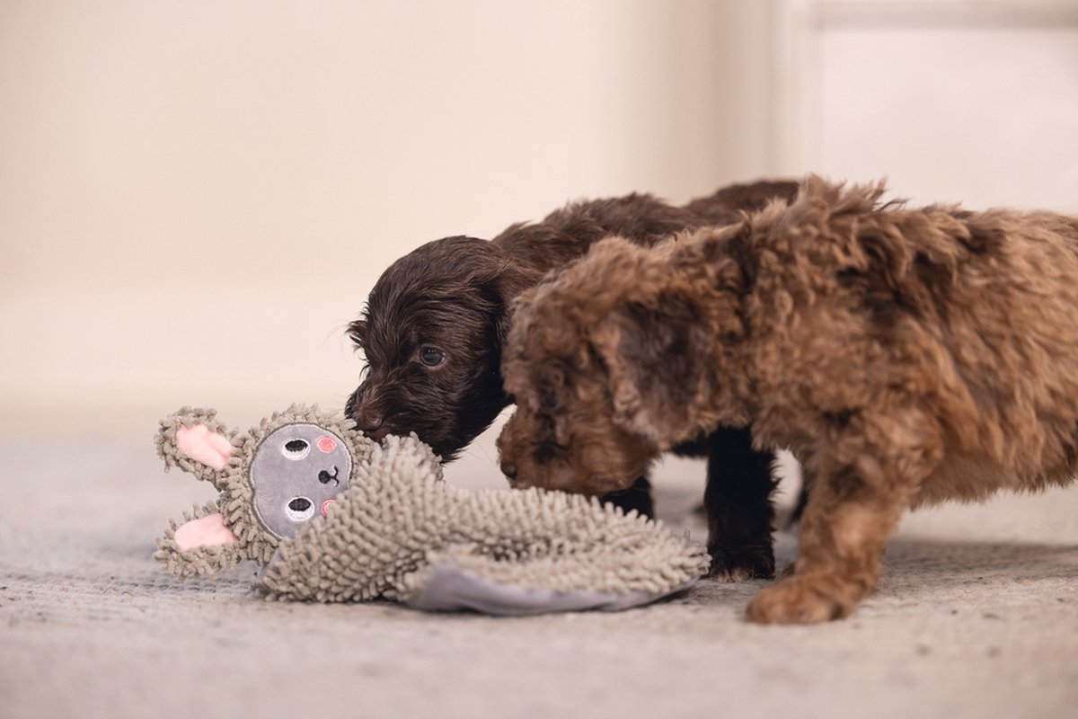 Beeztees Puppy Knuffellap Konijn An - Puppy Speelgoed - Puppyknuffel - Hondenspeelgoed - Ecologisch - Gerecycled Polyester - Grijs - 37x28x4 cm thumbnail 4