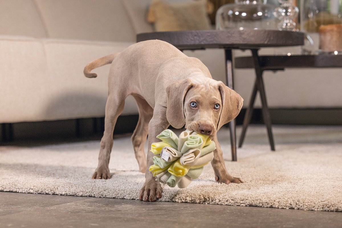 Beeztees Puppy Snuffelbol Izzy thumbnail 2