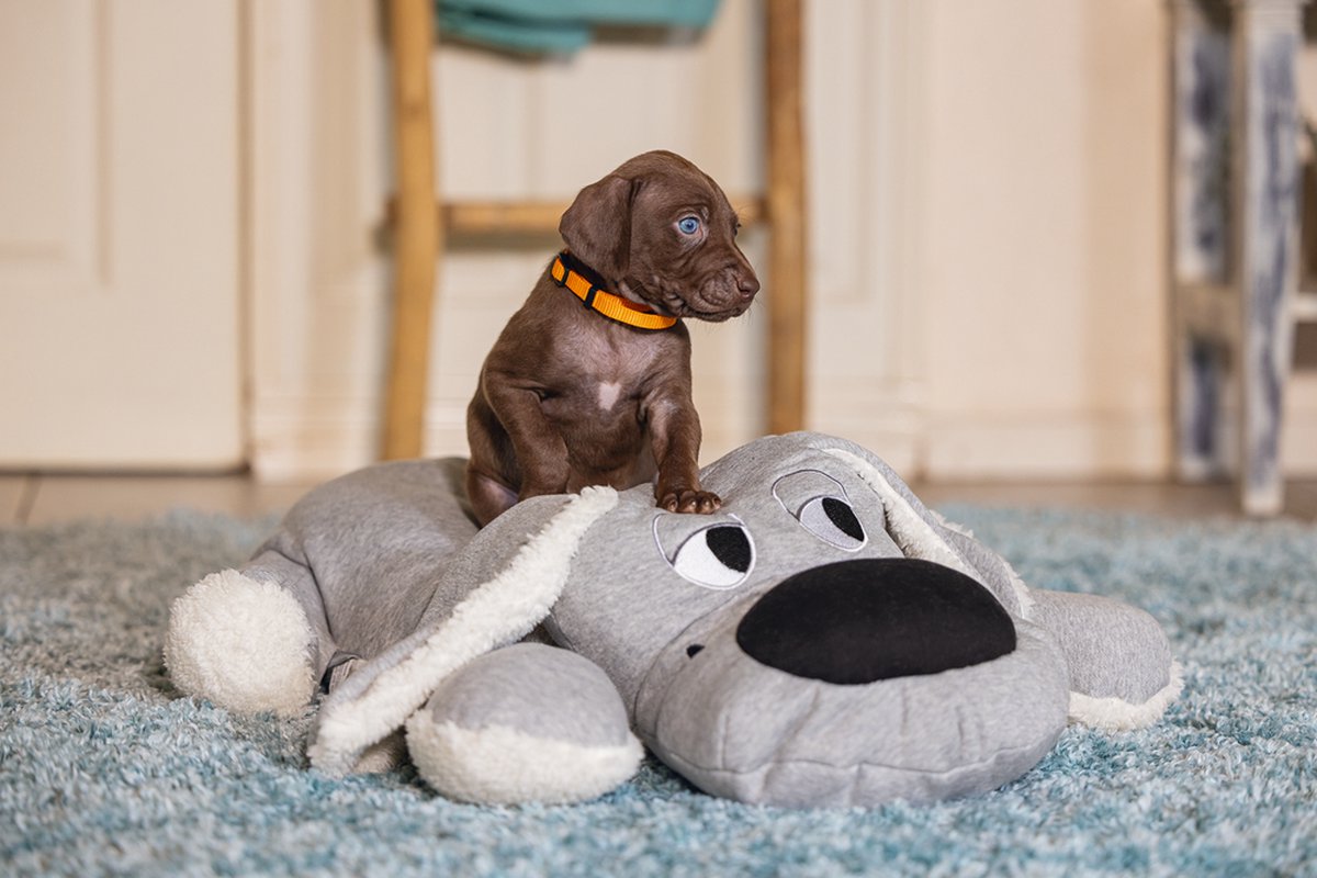 Beeztees Puppy Boomba XL - Puppy Speelgoed - Puppyknuffel - Hondenspeelgoed - Grijs - 70x40x21 cm thumbnail 4