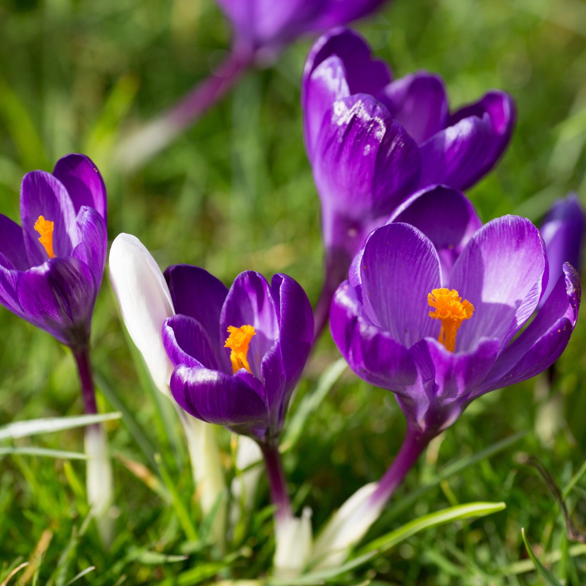 X 10 Crocus Flower Record