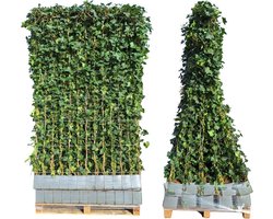 Photinia Fraseri 'Carré Rouge' - Glansmispel - Kant-en-Klaar Haag - 120 x 120 x 180 cm