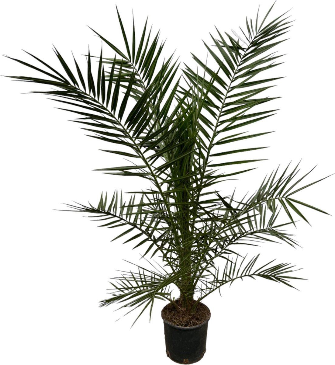 Phoenix Canariensis - 160 cm - Ø22cm