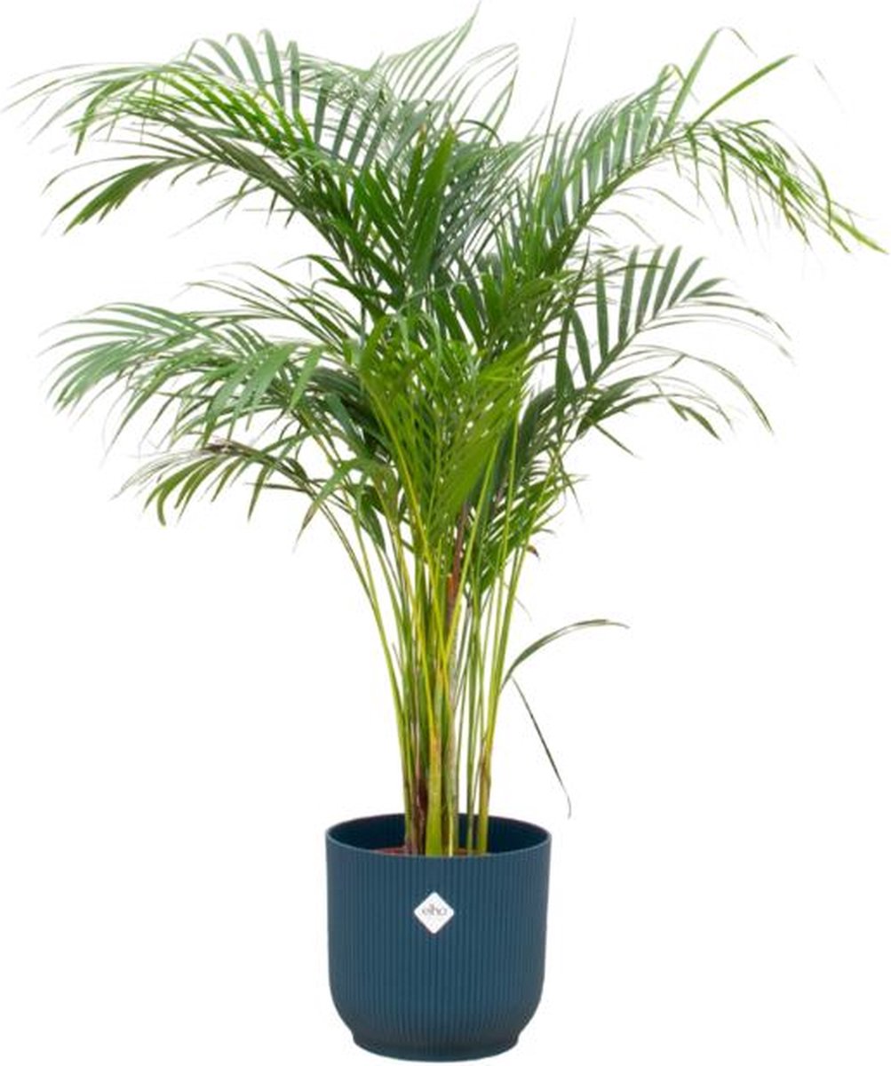 Combi deal - Areca palm inclusief elho Vibes Fold Round blauw Ø30 - 140 cm