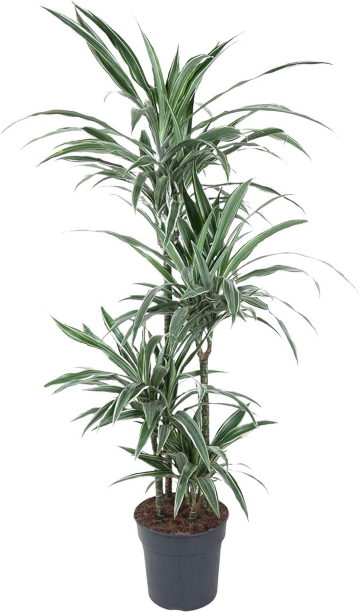 Dracaena Warneckei - 150 cm - ø24