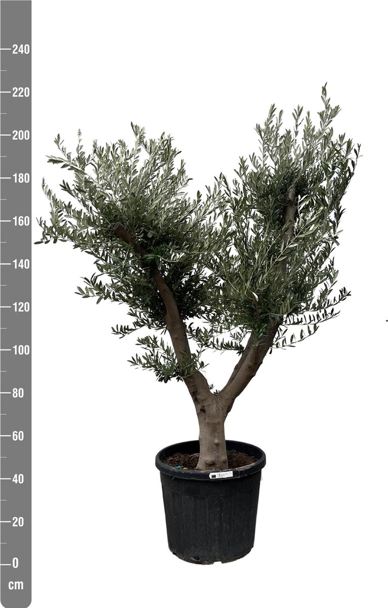 Olea Europaea Cultivo - 225cm- Ø60