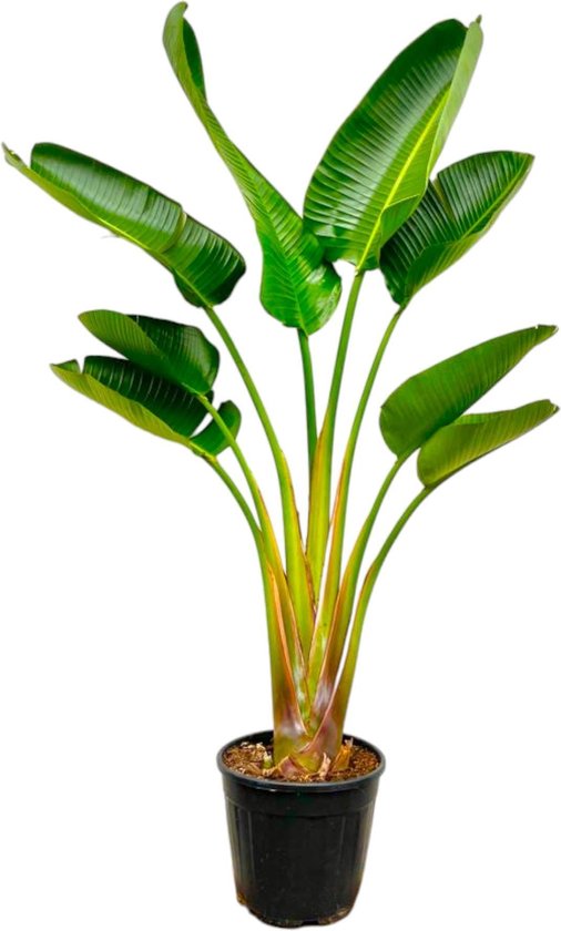 Strelitzia Augusta - 150-160 cm - Ø28