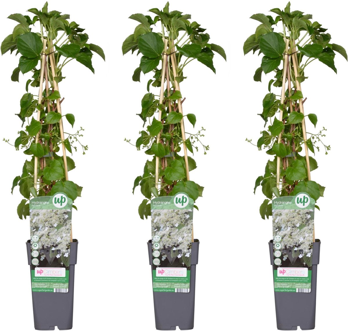 3x - Hydrangea petiolaris - ↨65cm - Ø15