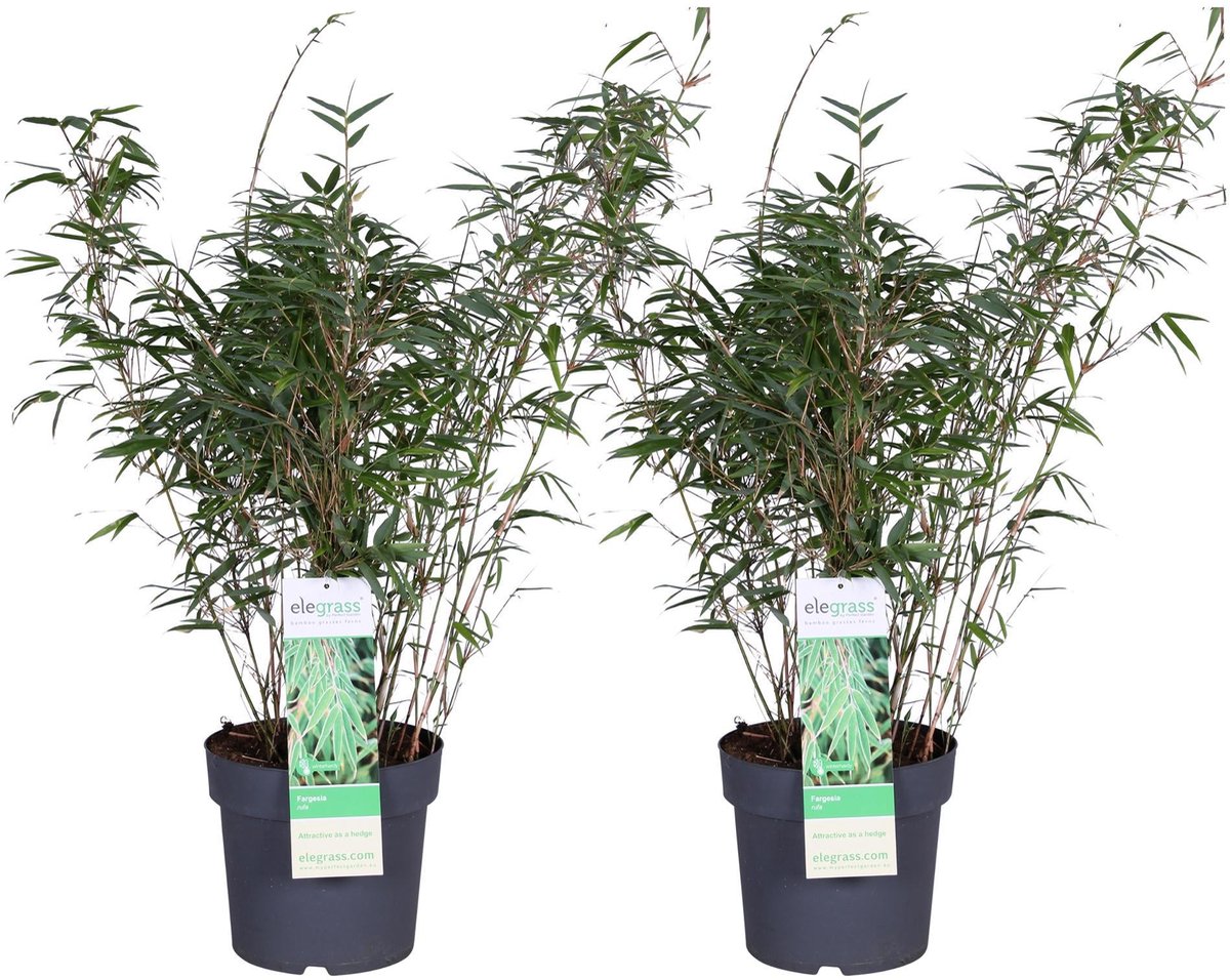 2x Fargesia rufa - ↨80cm - Ø23