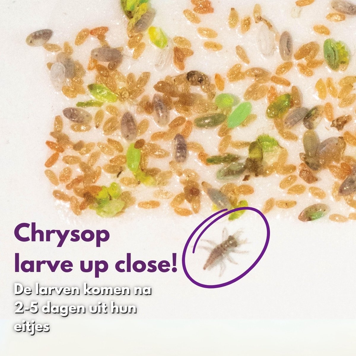 Biogrowi Chrysop - Spint trips bladluis en wolluis bestrijden kamerplanten  - 20... | bol