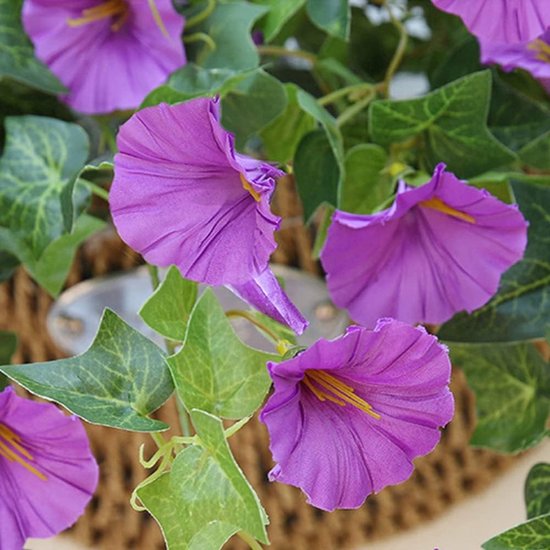 Paarse ochtendgloriebloemen met groene bladeren en gele meeldraden.