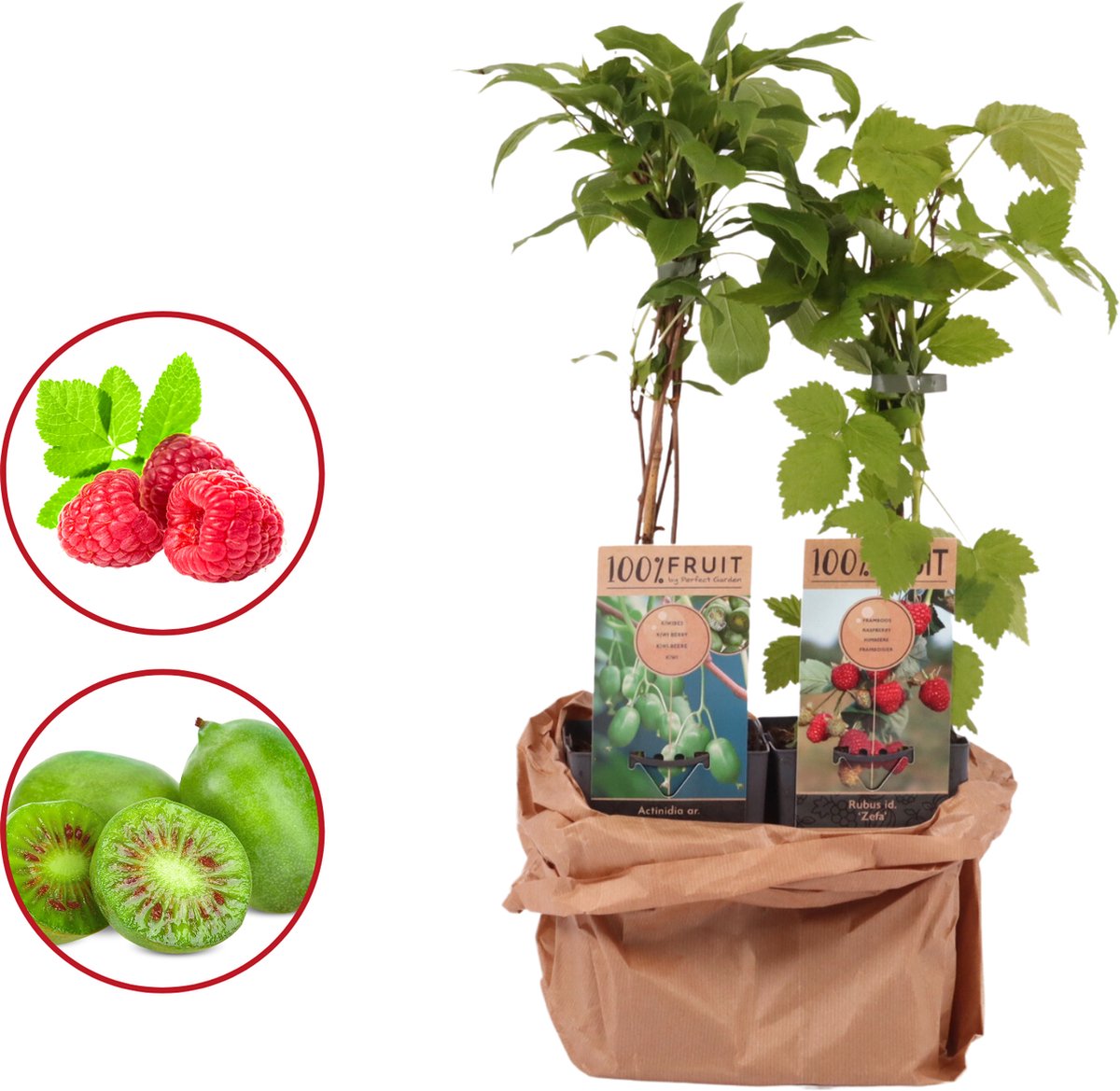 Kiwi Smoothie DUO - 1 Kiwiplant - 1 Frambozenplant - zelfbestuivend - hoogte 45-55 cm - 15 cm pot