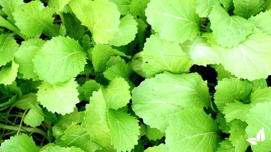 Bentoniet klei, perfect voor de vette huid - Natural Heroes