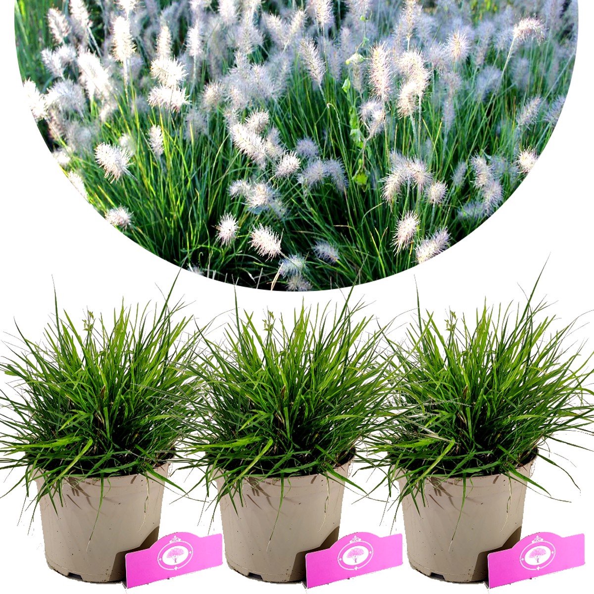 Set van 3 Lampepoetsersgras - Pennisetum alopecuroides 'Little Bunny' – Hoogte 30cm – 2 liter pot