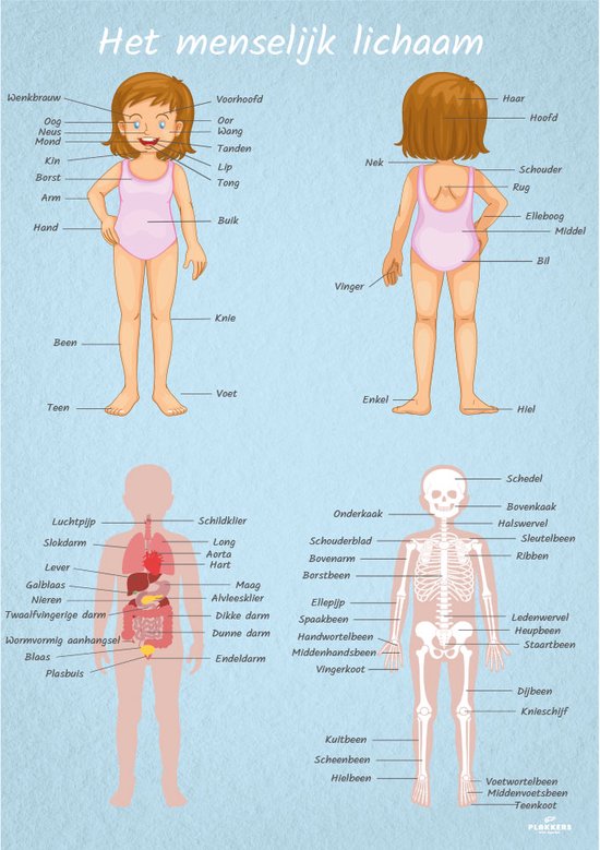 Poster menselijk lichaam vrouwelijk A4 - Kinderkamer accessoires decoratie - Educatieve Posters Leerzaam