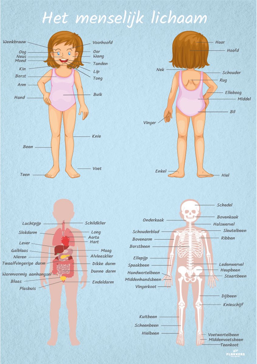 Poster menselijk lichaam vrouwelijk A4 - Kinderkamer accessoires decoratie - Educatieve Posters Leerzaam