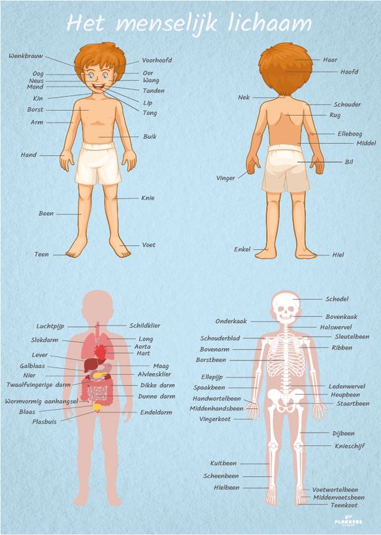 Poster menselijk lichaam mannelijk 70cm x 100cm