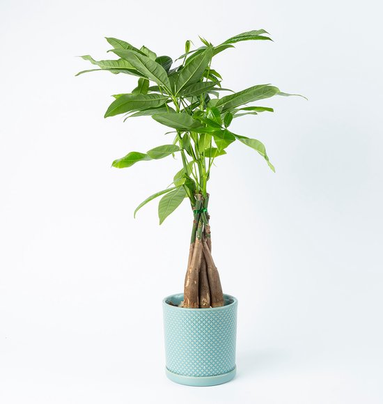 BloomGift | Kamerplanten | Geldboompje | Pachira incl pot| 45cm | Ø 13 cm